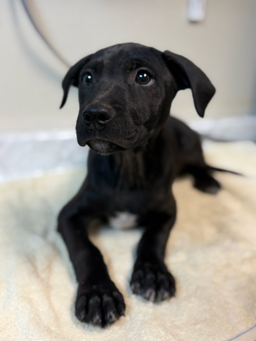 Skipper, an adoptable Schnauzer in Lovingston, VA