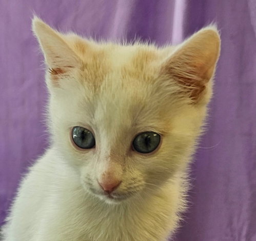 Sushi, Baby Domestic Short Hair / Mixed, cat for adoption in Lovingston, Virginia
