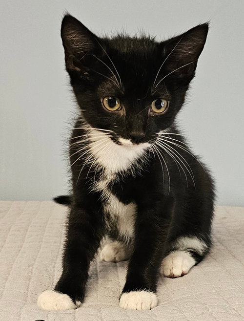 Bobby, Baby Domestic Short Hair / Mixed, cat for adoption in Harrisonburg, Virginia