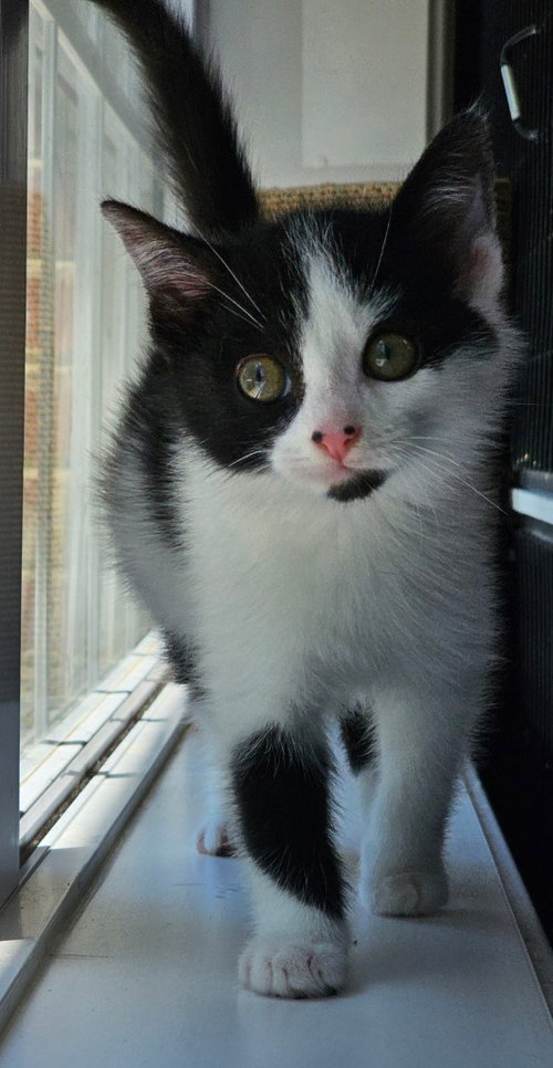 Lottie, an adoptable Tuxedo in Lovingston, VA