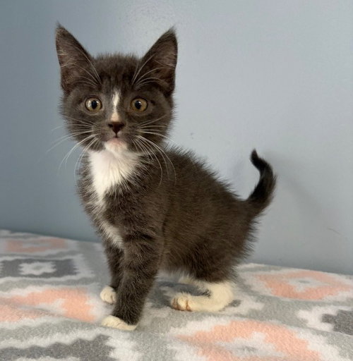 Keylime, Baby Domestic Short Hair / Mixed, cat for adoption in Charlottesville, Virginia