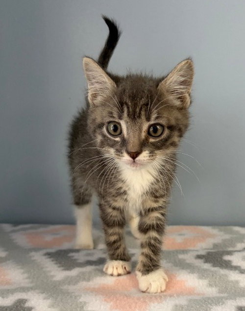 Eclair, Baby Domestic Short Hair / Mixed, cat for adoption in Charlottesville, Virginia