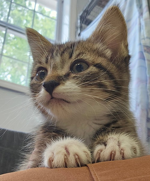 Tiramisu, Baby Domestic Short Hair / Mixed, cat for adoption in Charlottesville, Virginia