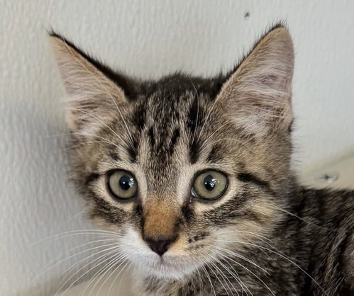 Cannoli, an adoptable Domestic Short Hair in Lovingston, VA