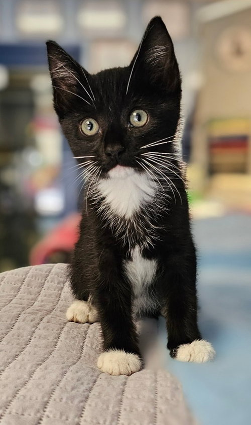 Eli, Baby Domestic Short Hair / Mixed, cat for adoption in Charlottesville, Virginia
