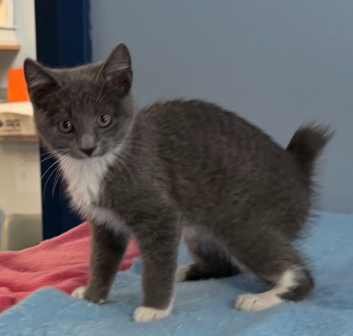 Ellie, Baby Domestic Short Hair / Mixed, cat for adoption in Charlottesville, Virginia