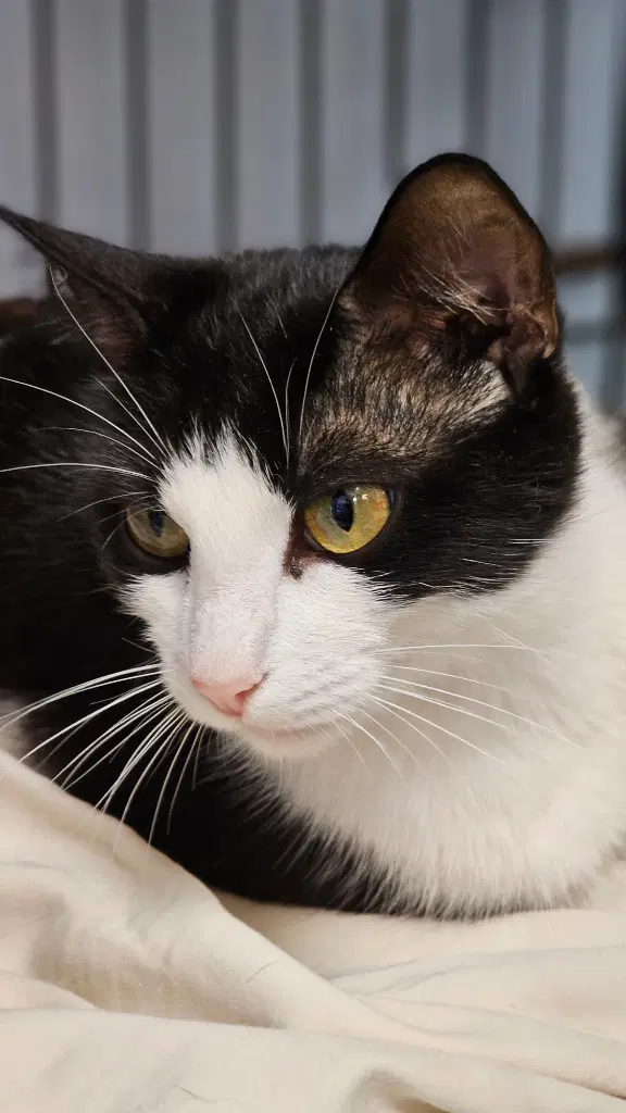 Frances - Domestic Short Hair