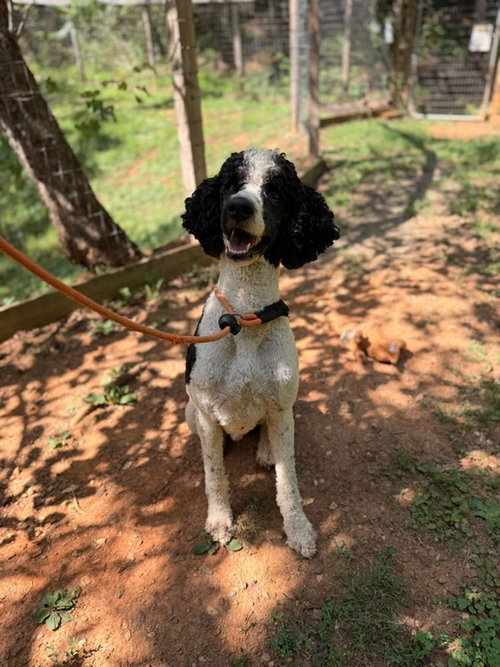 Chief, an adoptable Poodle in Lovingston, VA