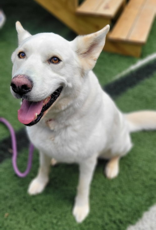 Aki, adoptable senior German Shepherd Dog
