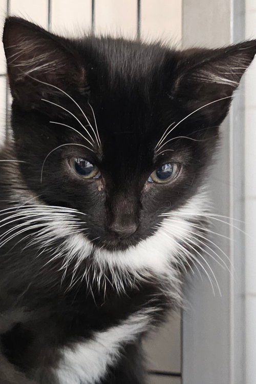 Fallon, Baby Domestic Short Hair / Mixed, cat for adoption in Lovingston, Virginia