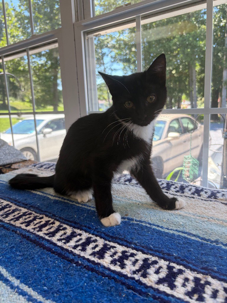 Fallon, cat