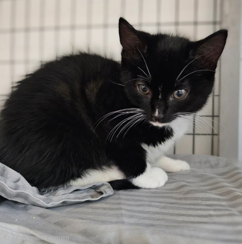 Faye, Baby Domestic Short Hair / Mixed, cat for adoption in Lovingston, Virginia