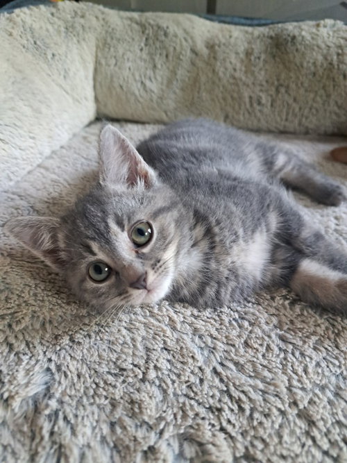 Moth, an adoptable Domestic Short Hair in Lovingston, VA