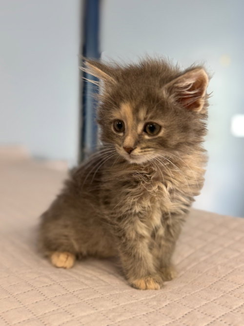 Caterpillar, an adoptable Domestic Long Hair in Lovingston, VA