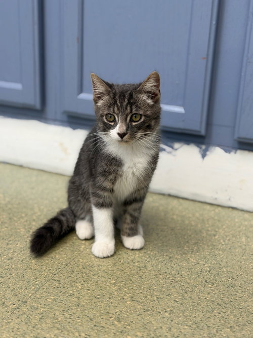 Edward, an adoptable Domestic Medium Hair in Lovingston, VA