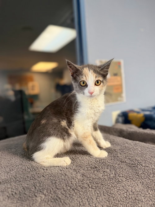 Natalie, an adoptable Calico in Lovingston, VA