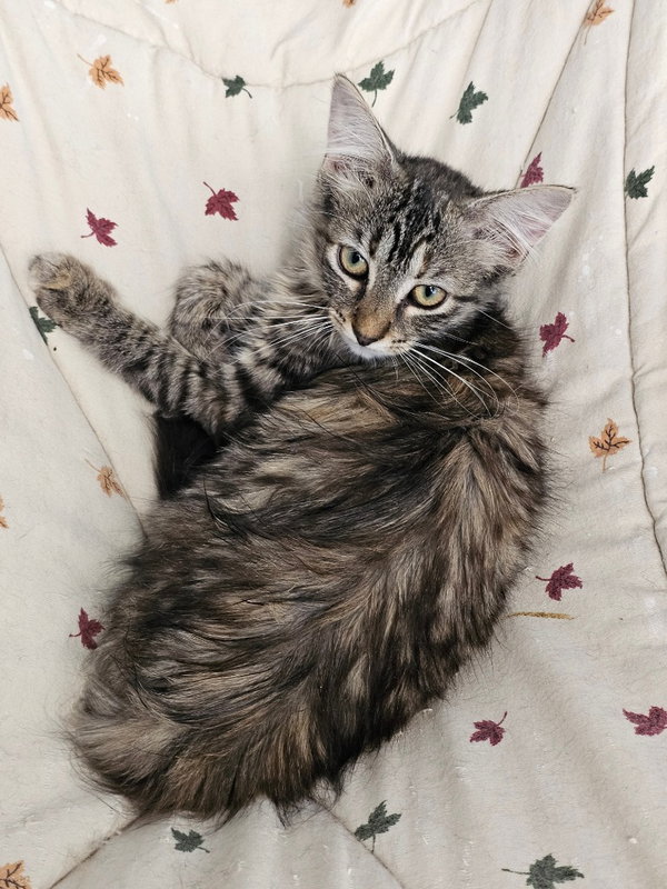 Rowan