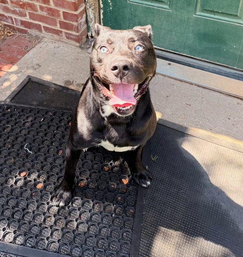 Rex, an adoptable Husky in Lovingston, VA