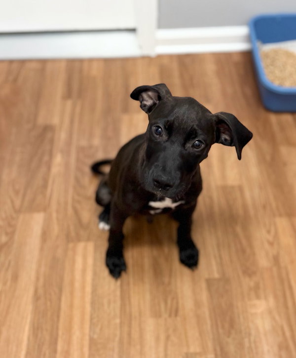 Odin