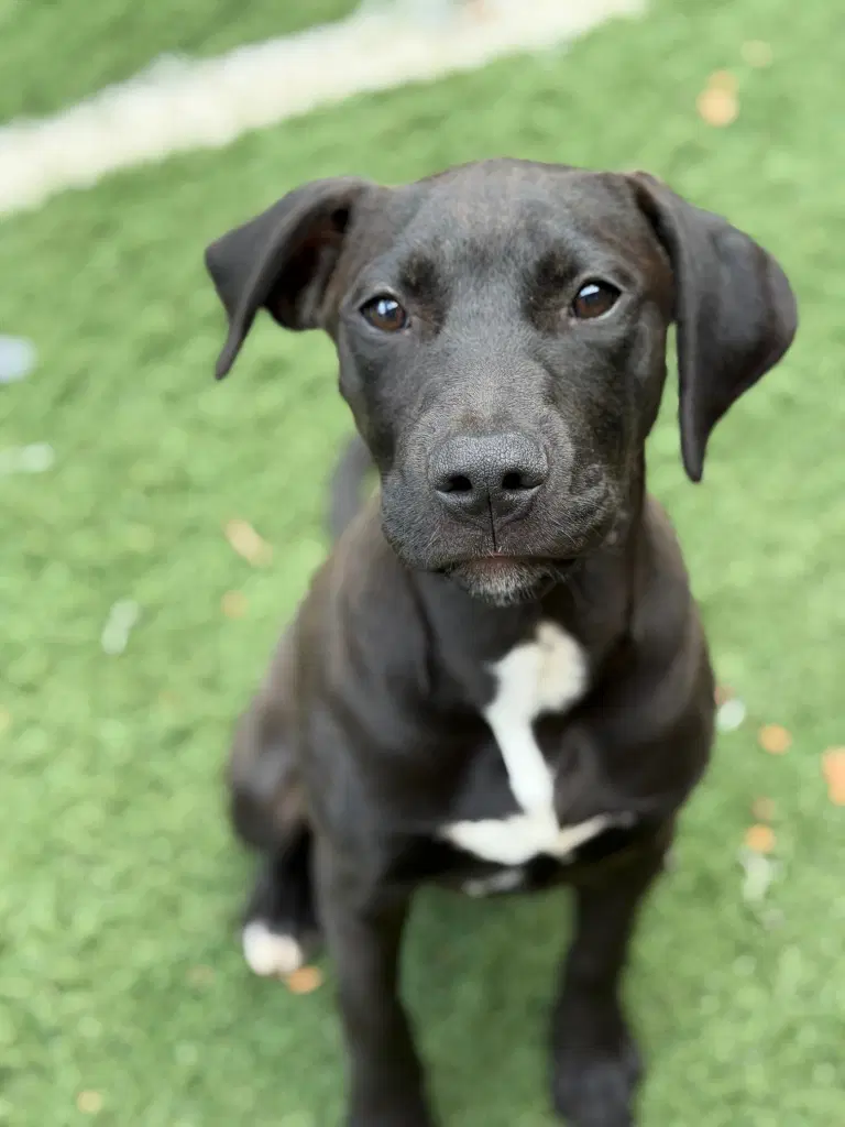 Odin - Pit Bull Terrier