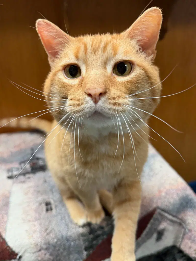 Milo - Domestic Short Hair