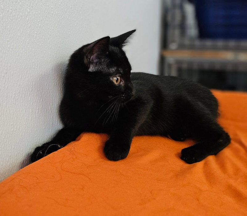 Gemma, photo 2