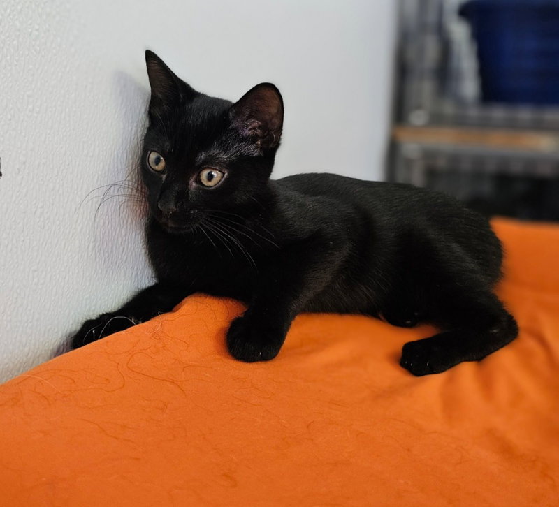 Gemma, photo 3