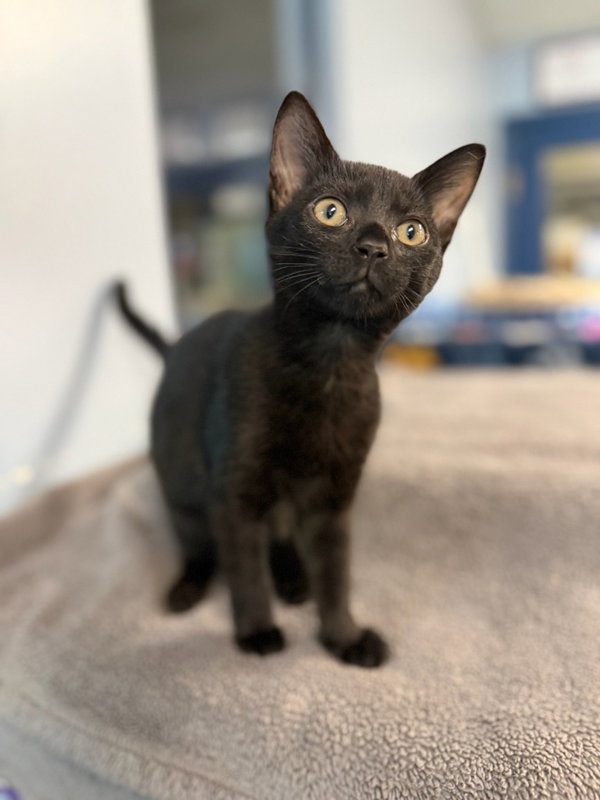 Gemma