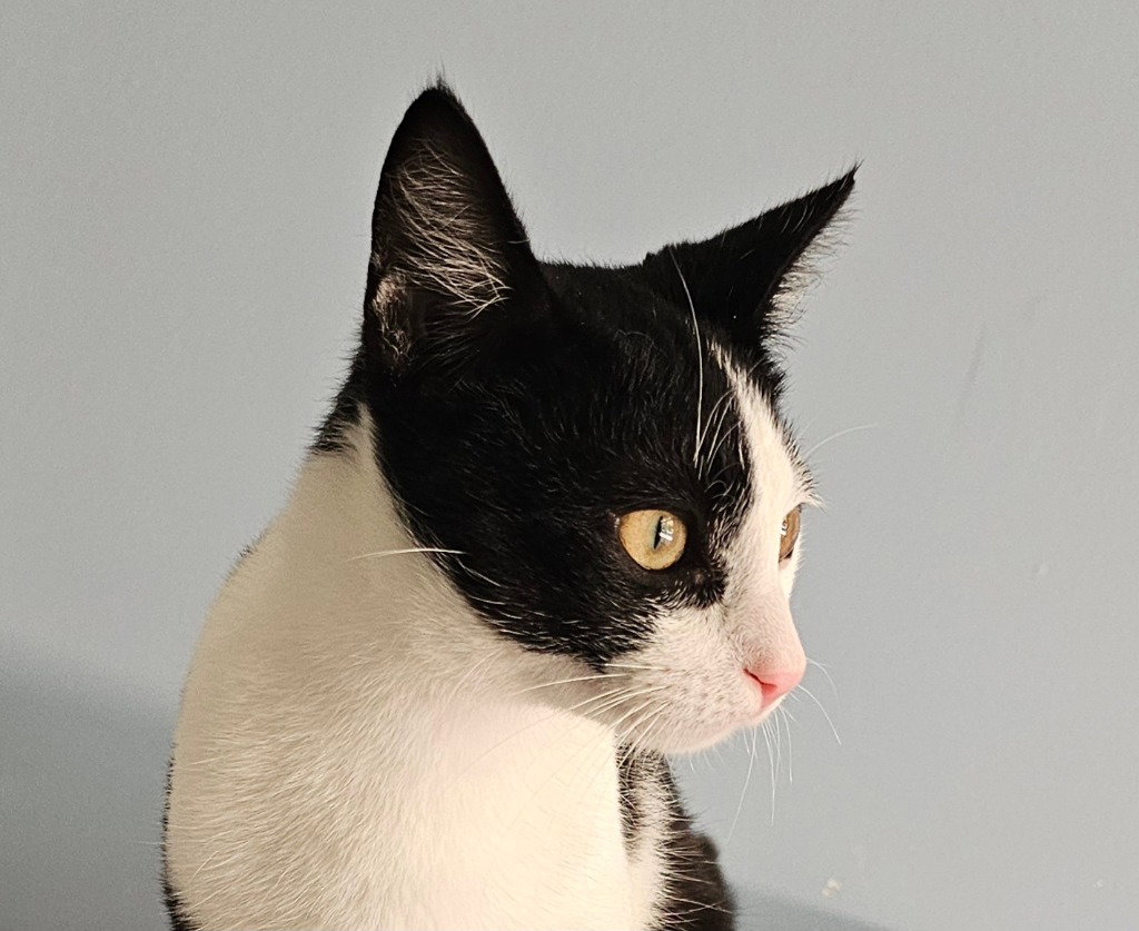 Seth, cat