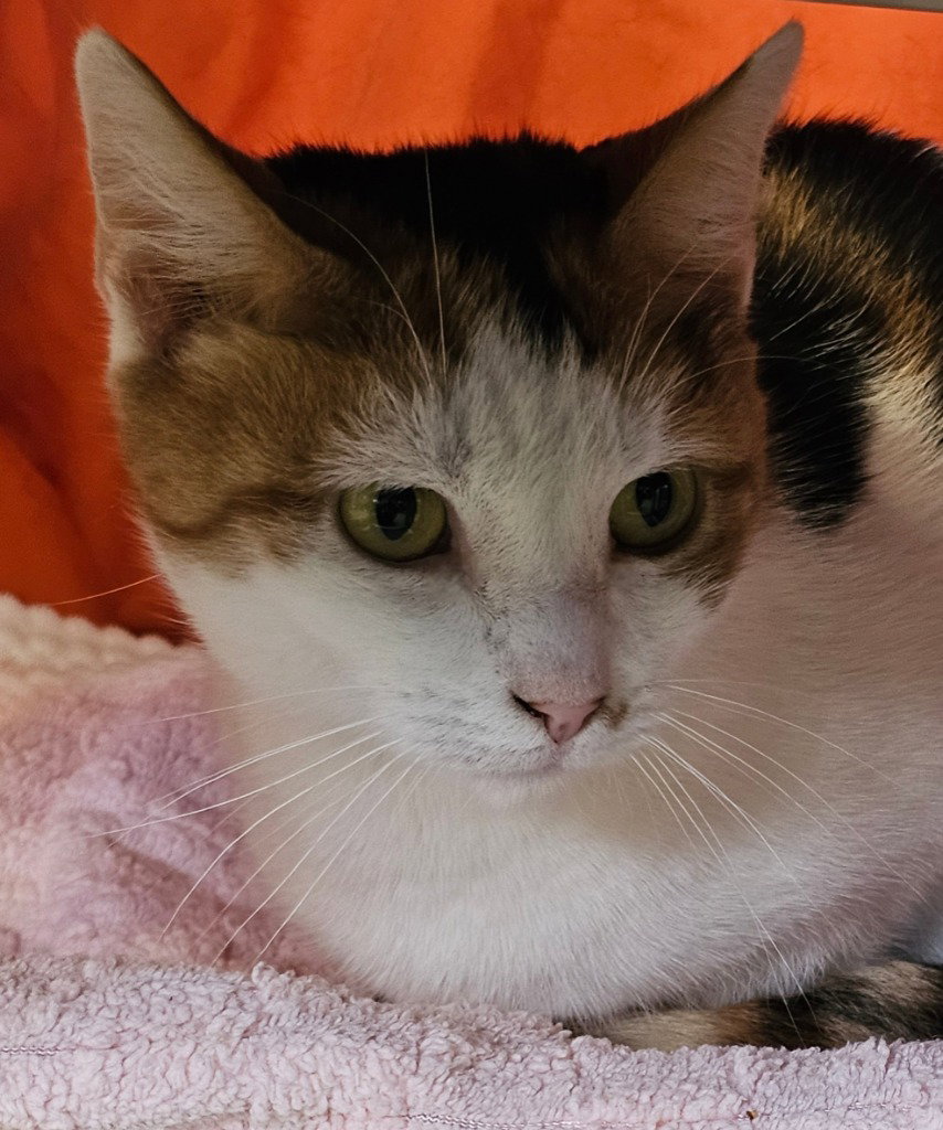 Pixie, cat