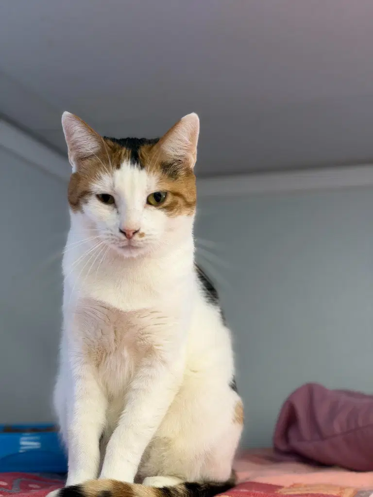 Pixie - Domestic Short Hair