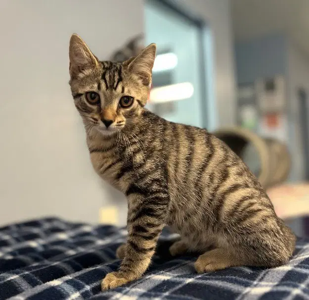 Hoyt - Domestic Short Hair