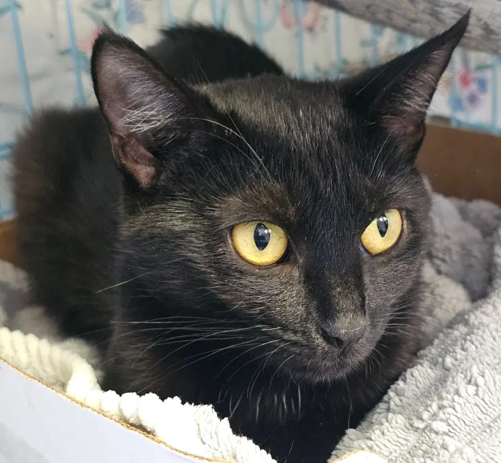 Raven - Domestic Short Hair