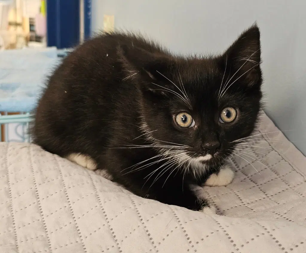Captain - Tuxedo