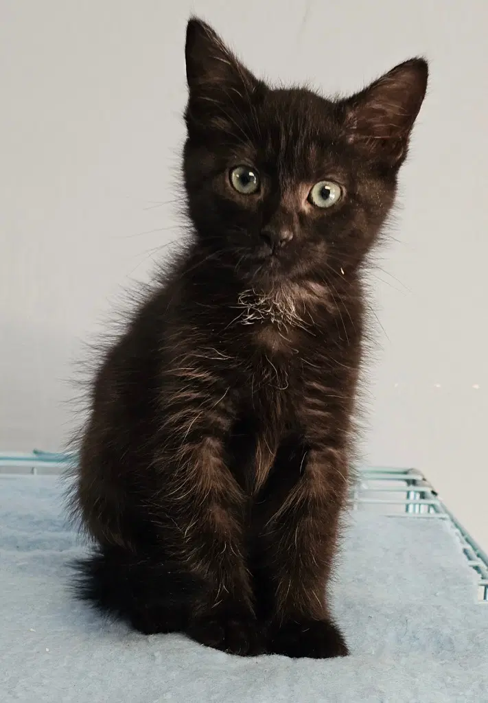 Izzy - Domestic Short Hair