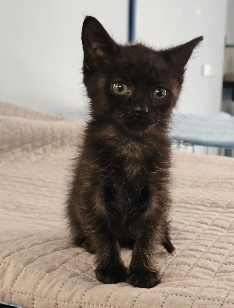 Iris - Domestic Short Hair