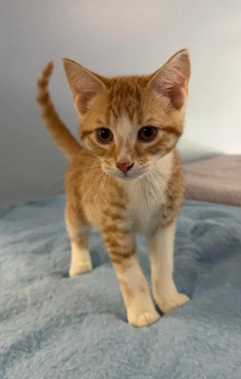 Todd - Domestic Short Hair