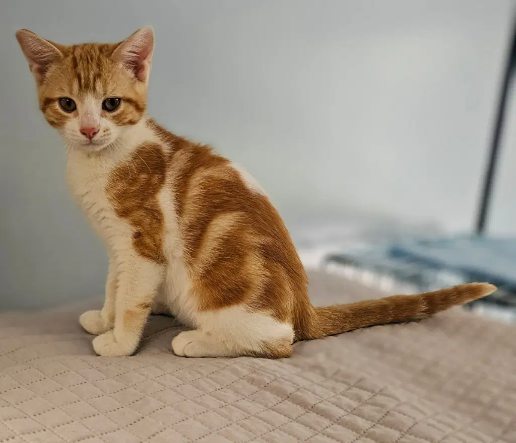 Copper - Domestic Short Hair