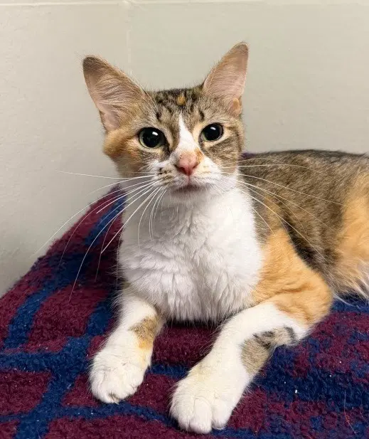 Middie - Domestic Medium Hair
