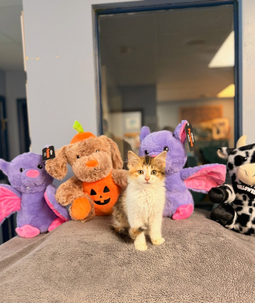 Baby Dragon, cat