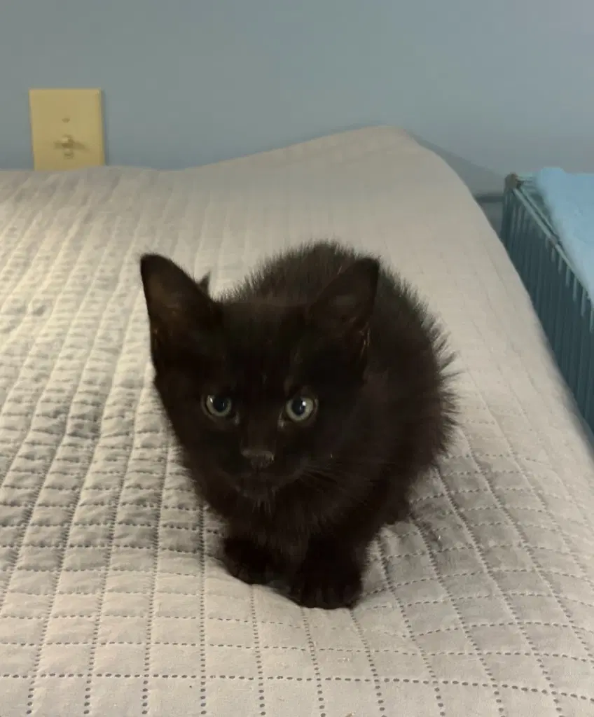 Olivia image 2