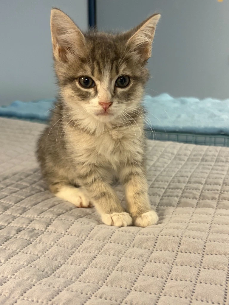 Otis