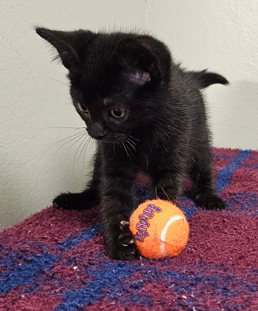 Merlin