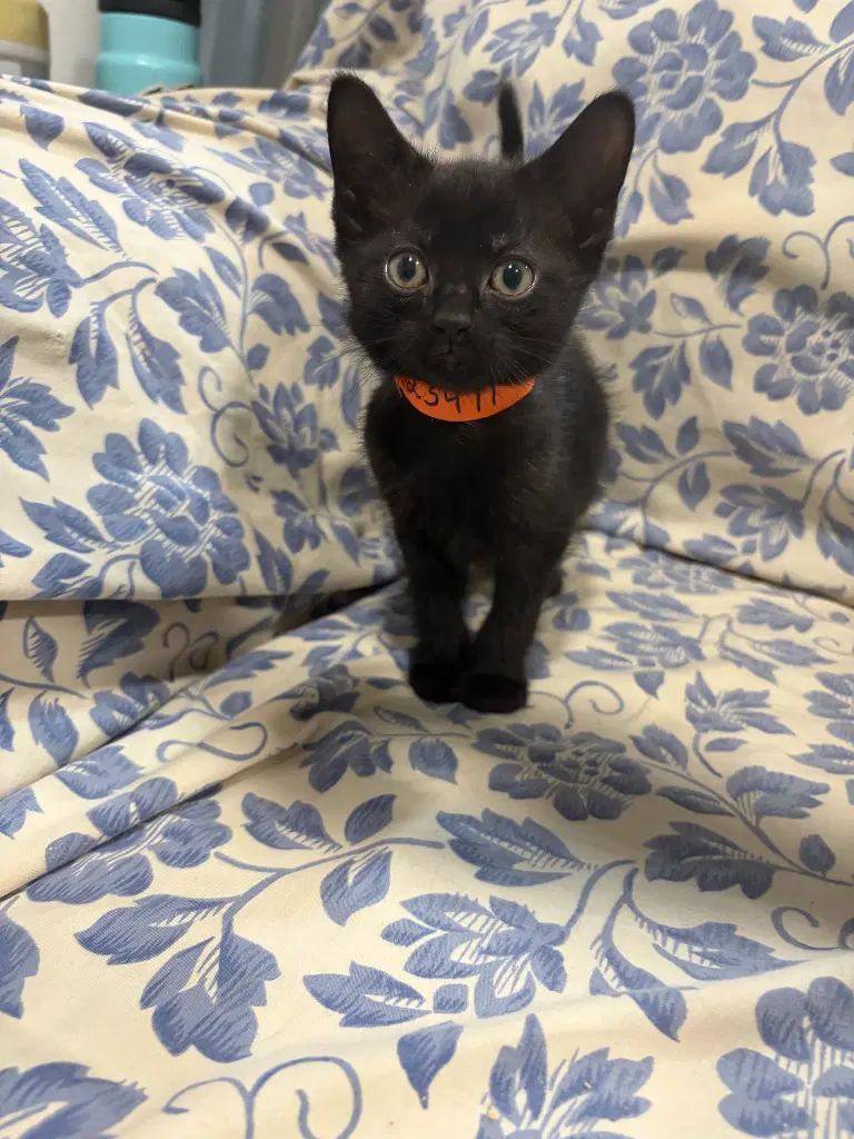 Phantom - Domestic Short Hair