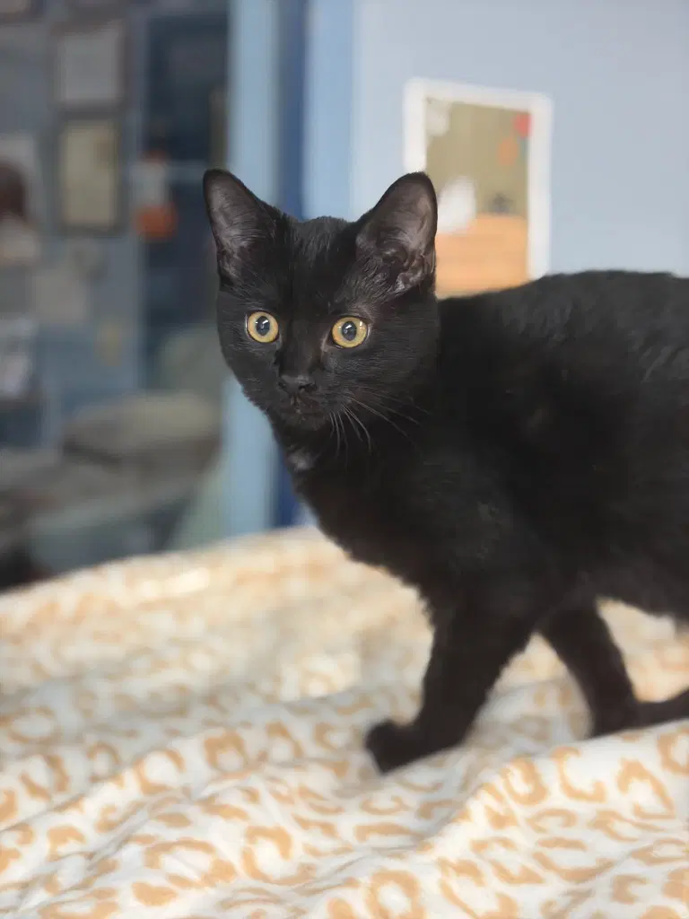 Phantom - Domestic Short Hair