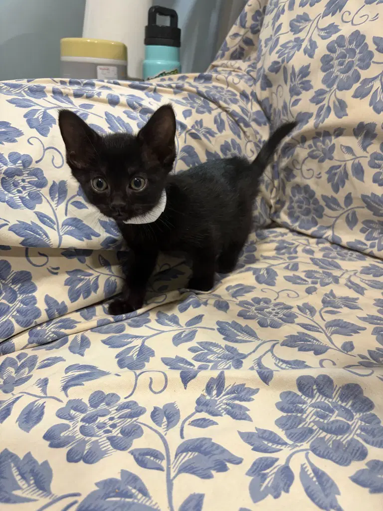 Gypsy - Domestic Short Hair