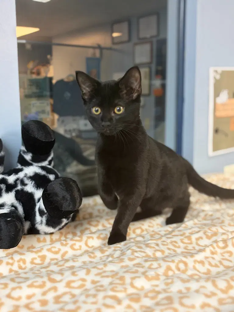 Gypsy - Domestic Short Hair