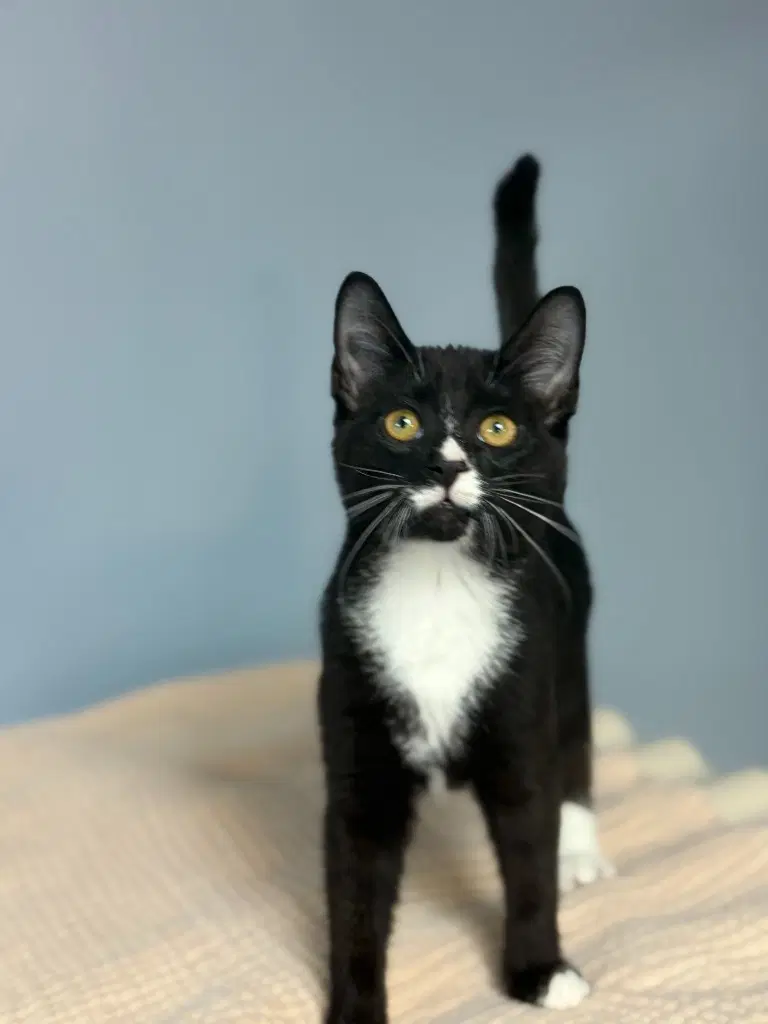 Potter - Domestic Short Hair