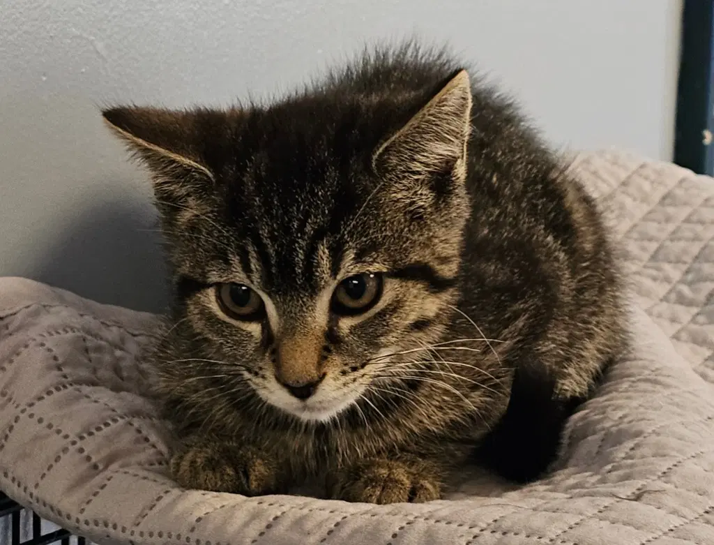Sawyer - Domestic Short Hair