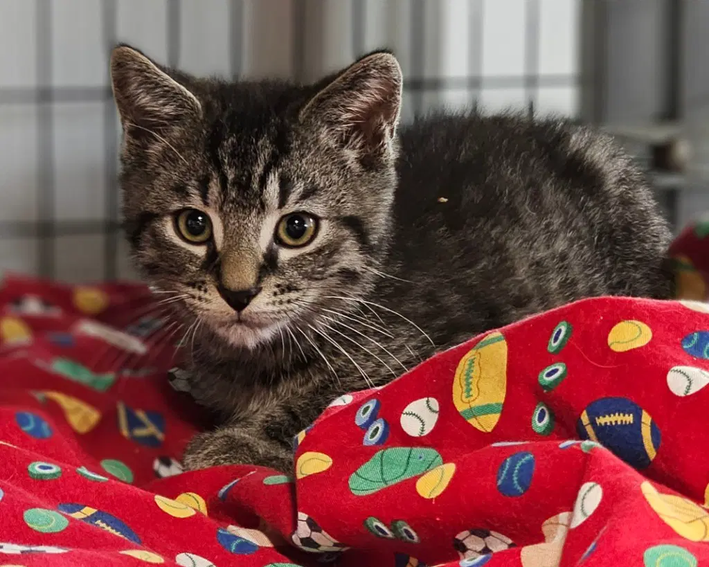 Olivia - Domestic Short Hair